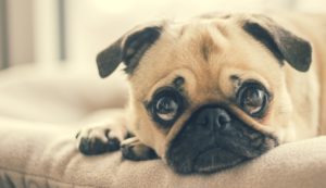 Highlands Ranch pet sitter