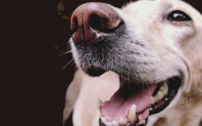 How To Keep Your Dog Calm During Fireworks From Your Highlands Ranch Pet Sitter