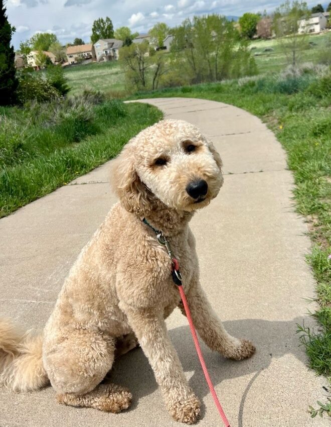 Dog going for a walk in the park