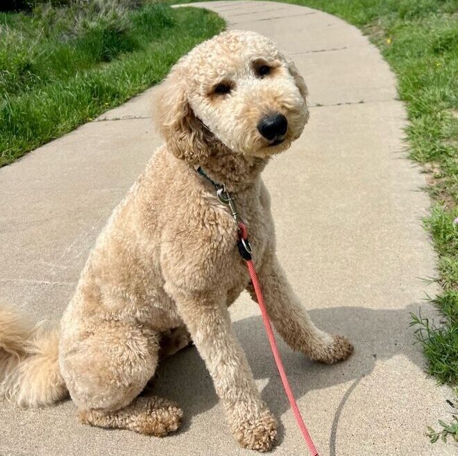 Dog going for a walk in the park Dog going for a walk in the park