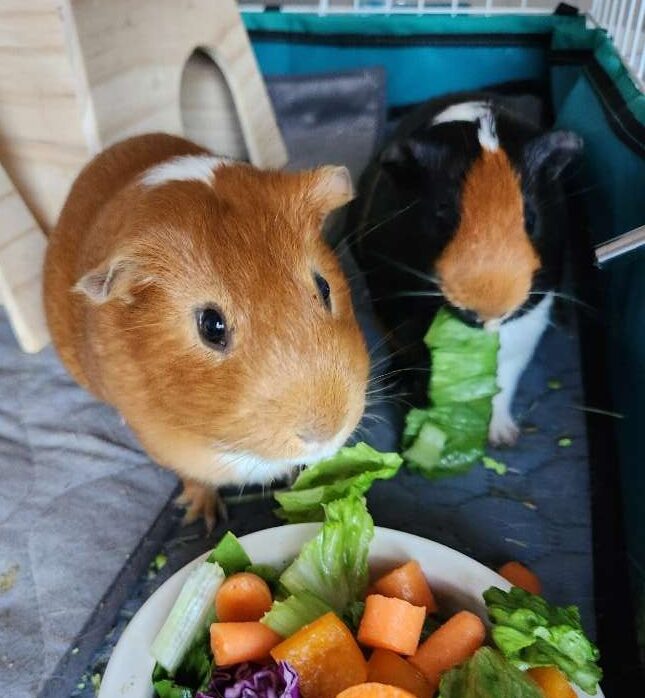 Guinea pigs eating fresh veggies