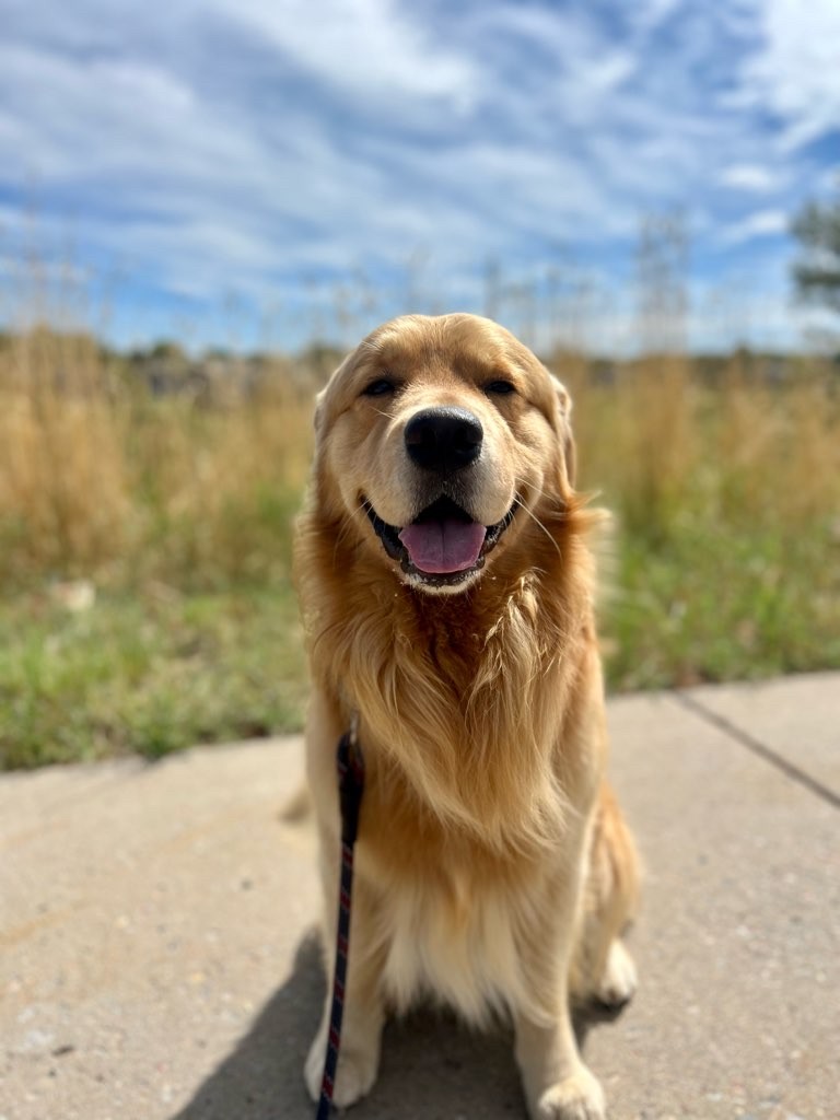 dog going for a walk