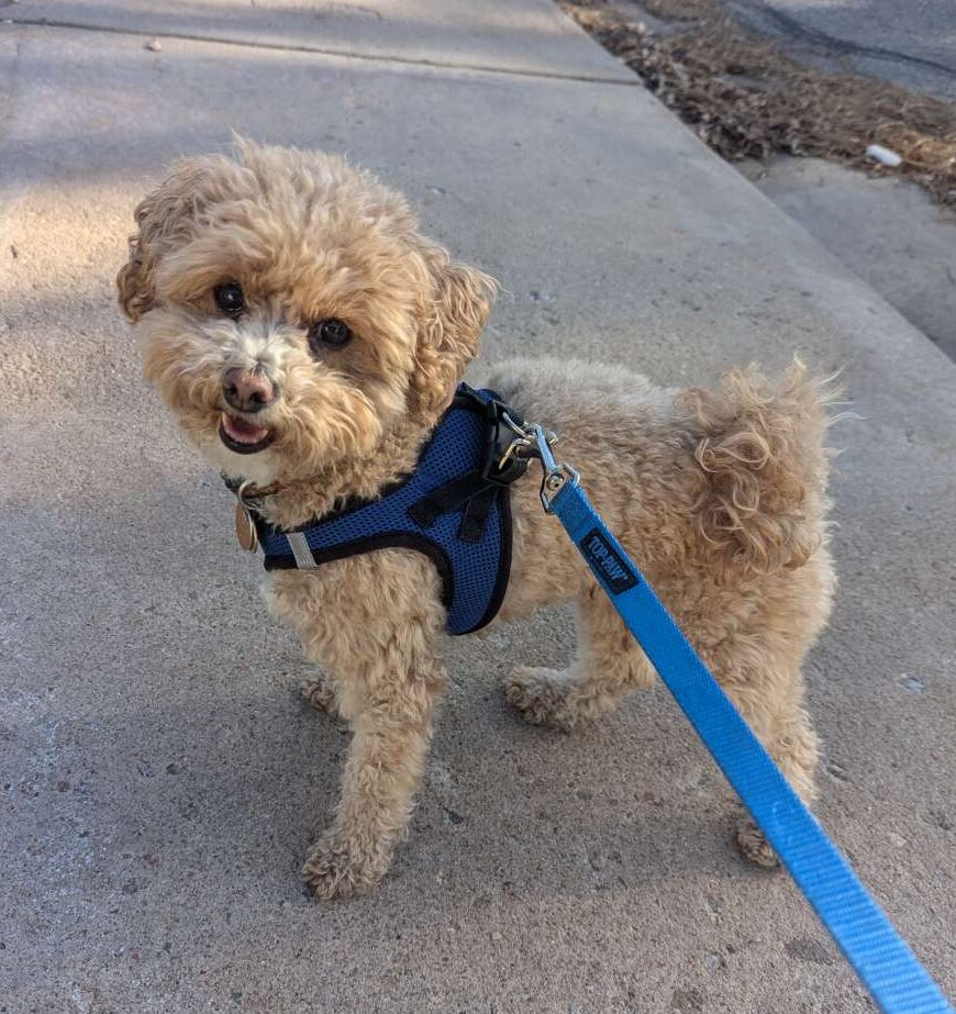 Cowboy5 Dog going for walk in Centennial