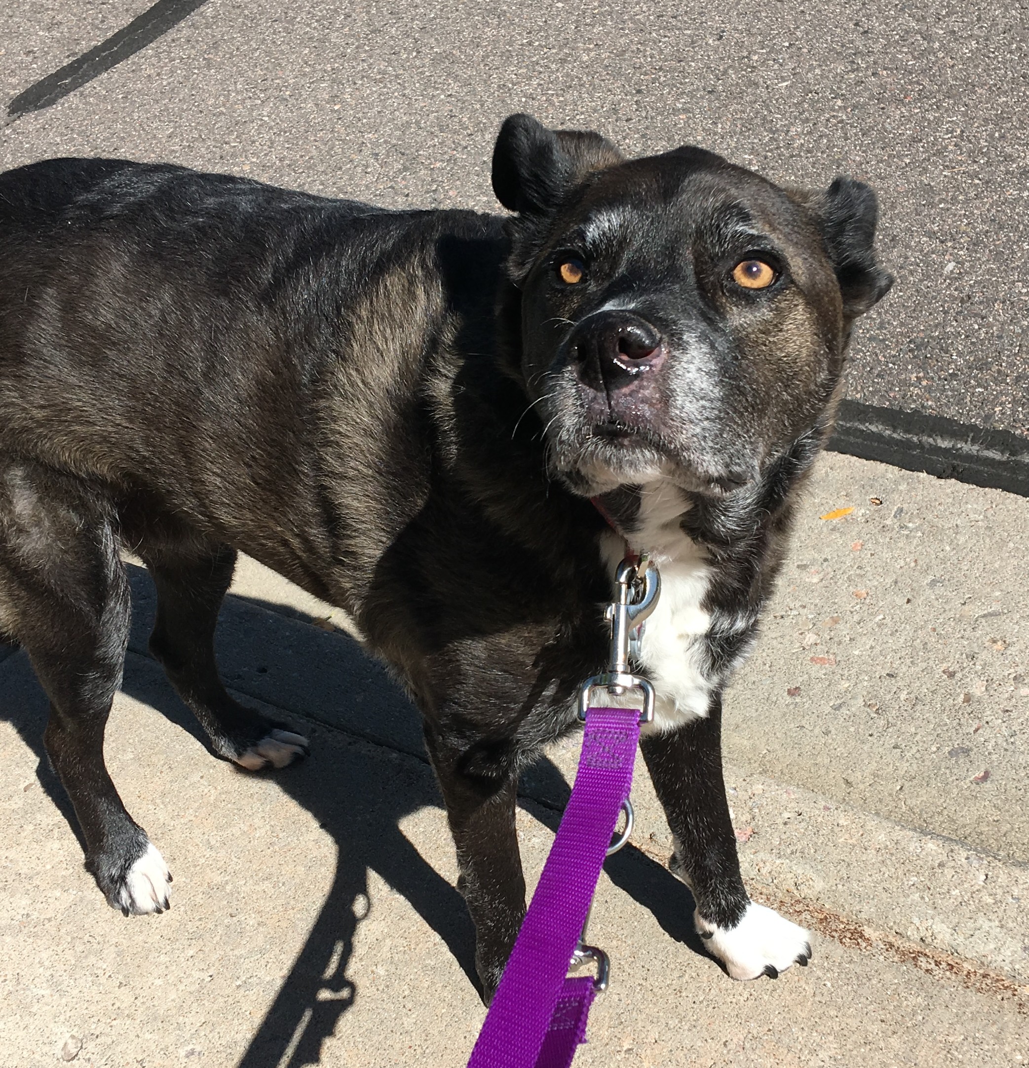 IMG_0623_V2 Senior dog