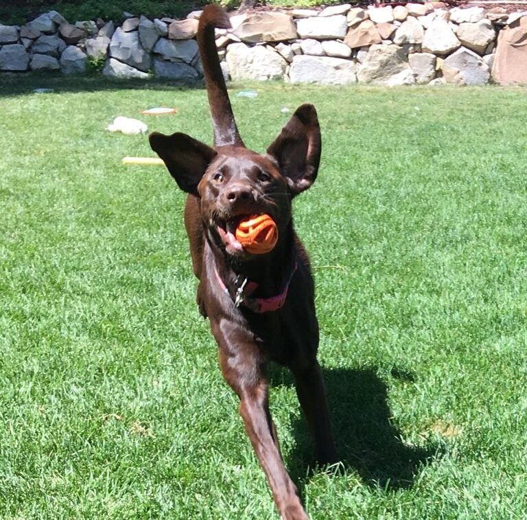 Linden2 Backyard play time
