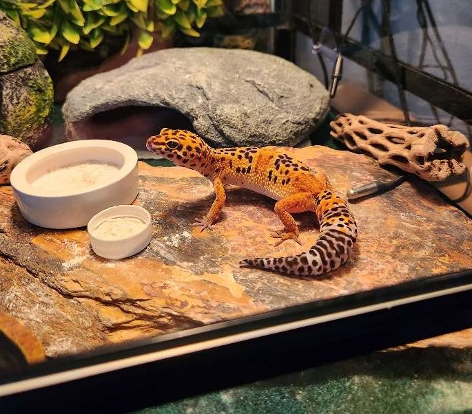 Reptile pet sitting Reptile Pet Sitting