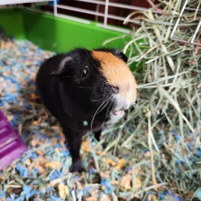 guinea pig care guinea pig