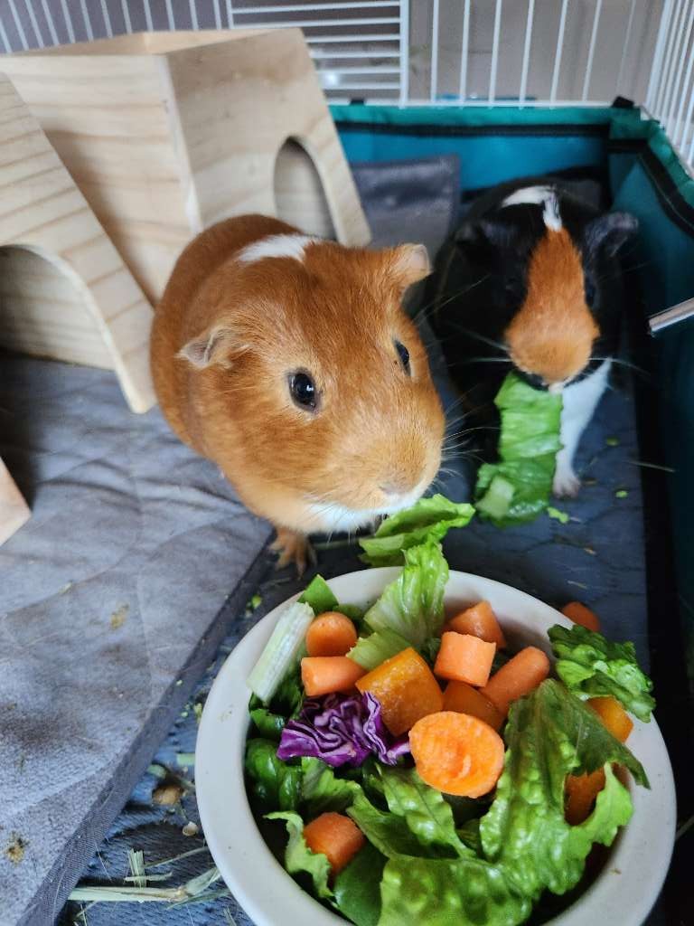 Guinea pig pet sitting Guinea pig pet sitting