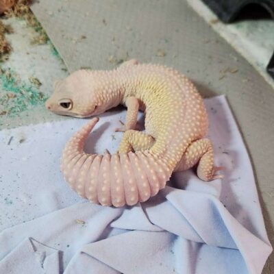 gecko care gecko
