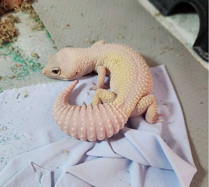 Gecko Pet Sitting Albino Gecko