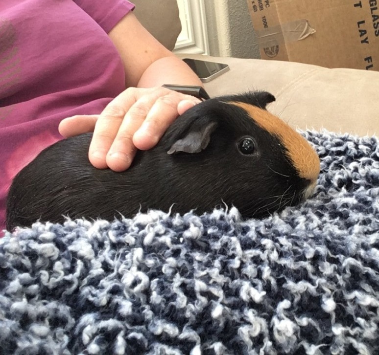 guinea pig care Guinea pig