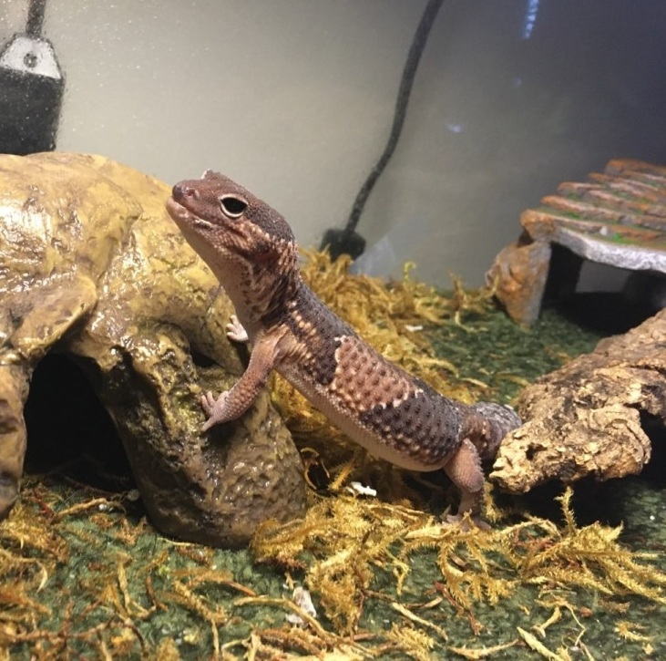 Lizard Pet Sitting Gecko