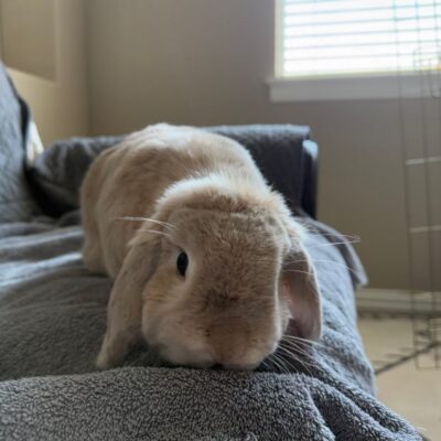 rabbit pet care rabbit