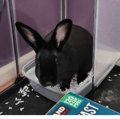 rabbit care rabbit care