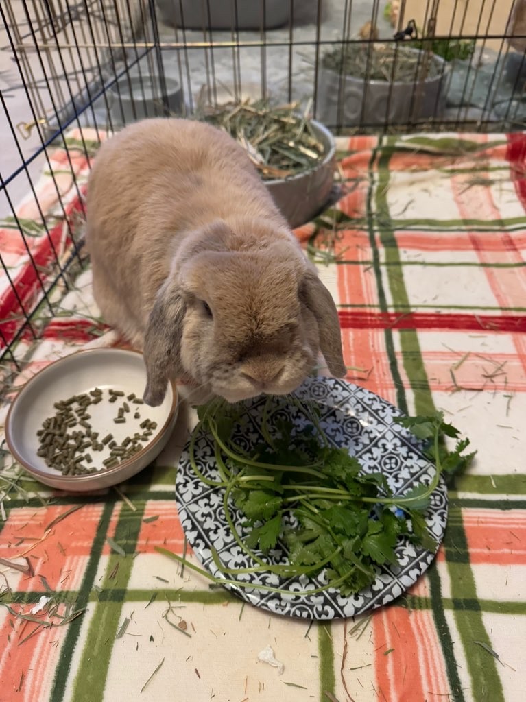 Rabbit pet sitting Rabbit being fed