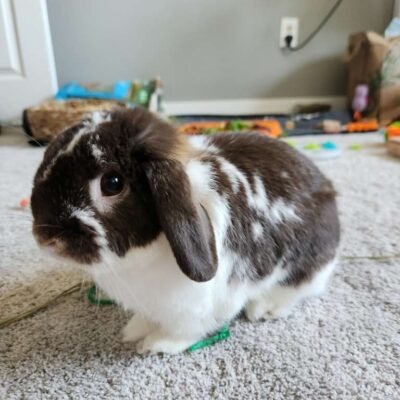 rabbit pet care rabbit pet care