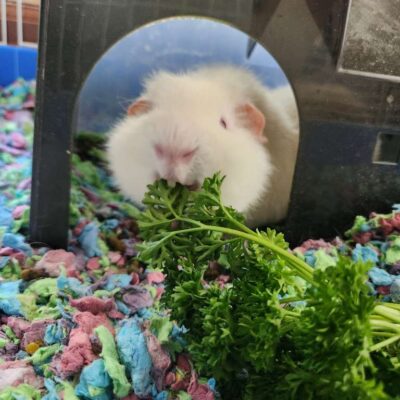 guinea pig pet care guinea pig pet care